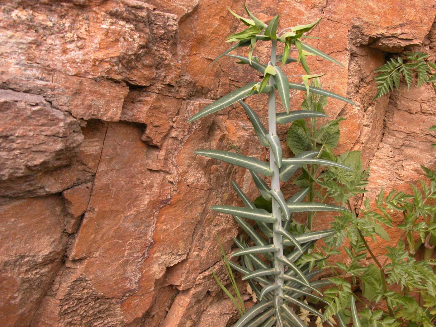 Spurge, Caper plant